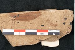 Foto (Detailansicht) von Xylomites zizyphi Ettingshausen (NHMW-GEO-2024-0188-8203)